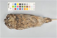 藏品(領角鴞)的圖片